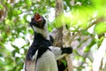 Indri comunicating with others by singing.